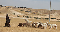 Bedouins