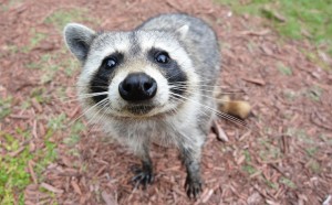 Curious_Raccoon