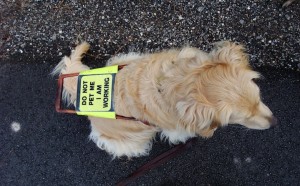 Guide_dog_golden_retriever