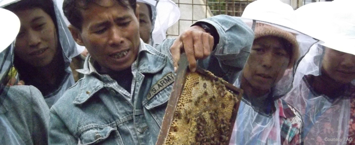 Myanmar beekeeper