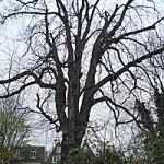 Huliana90212/Creative Commons