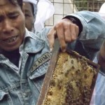 Myanmar beekeeper